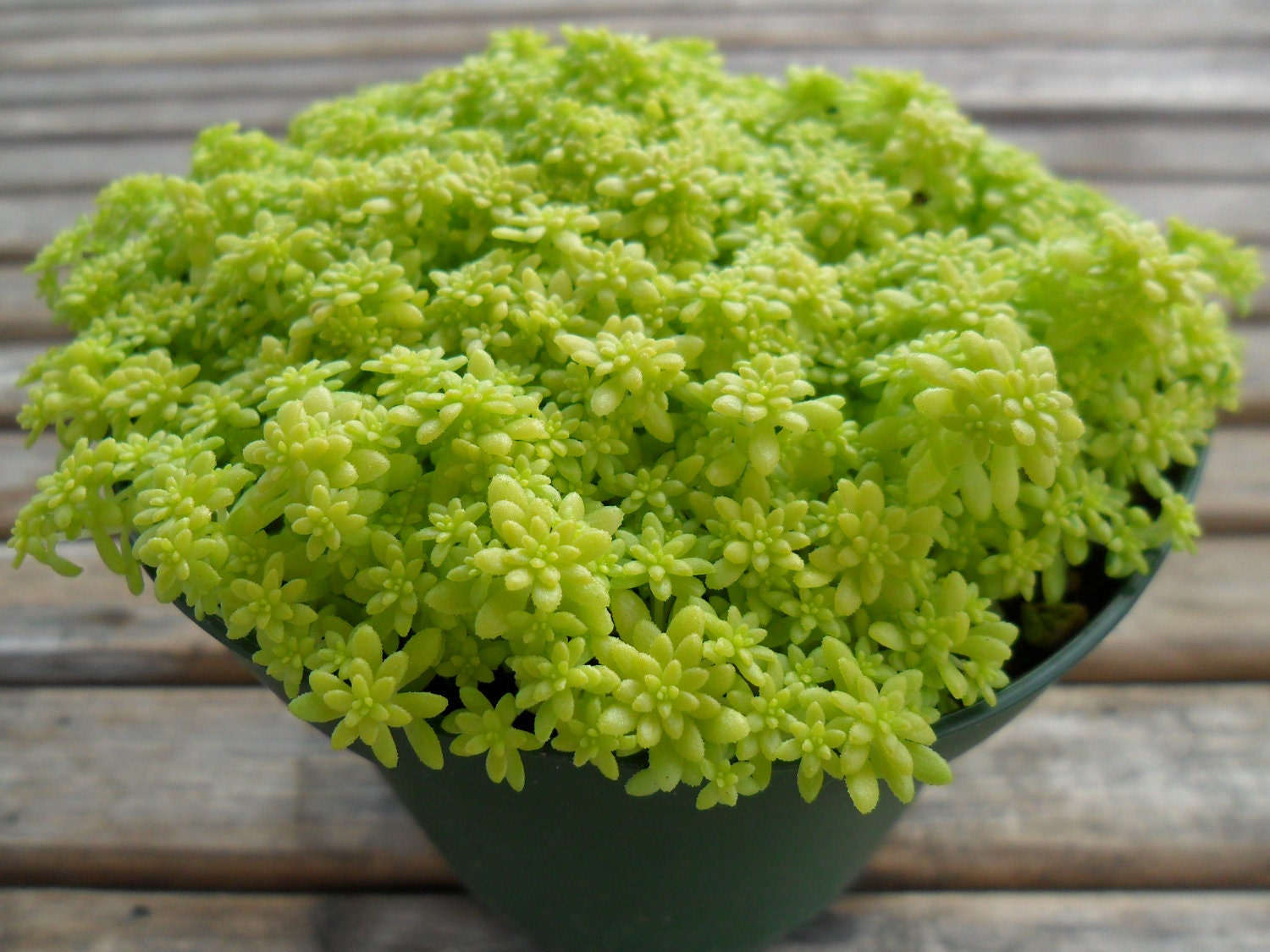 Sedum Succulent, Spreads, Spills Over, Great For Rock Gardens, Hanging Pots, Baskets and Dish Gardens