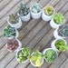 Succulent Centerpiece, White Ceramic, Table Top Decor, Great For A Wedding, Garden Party Or Special Event