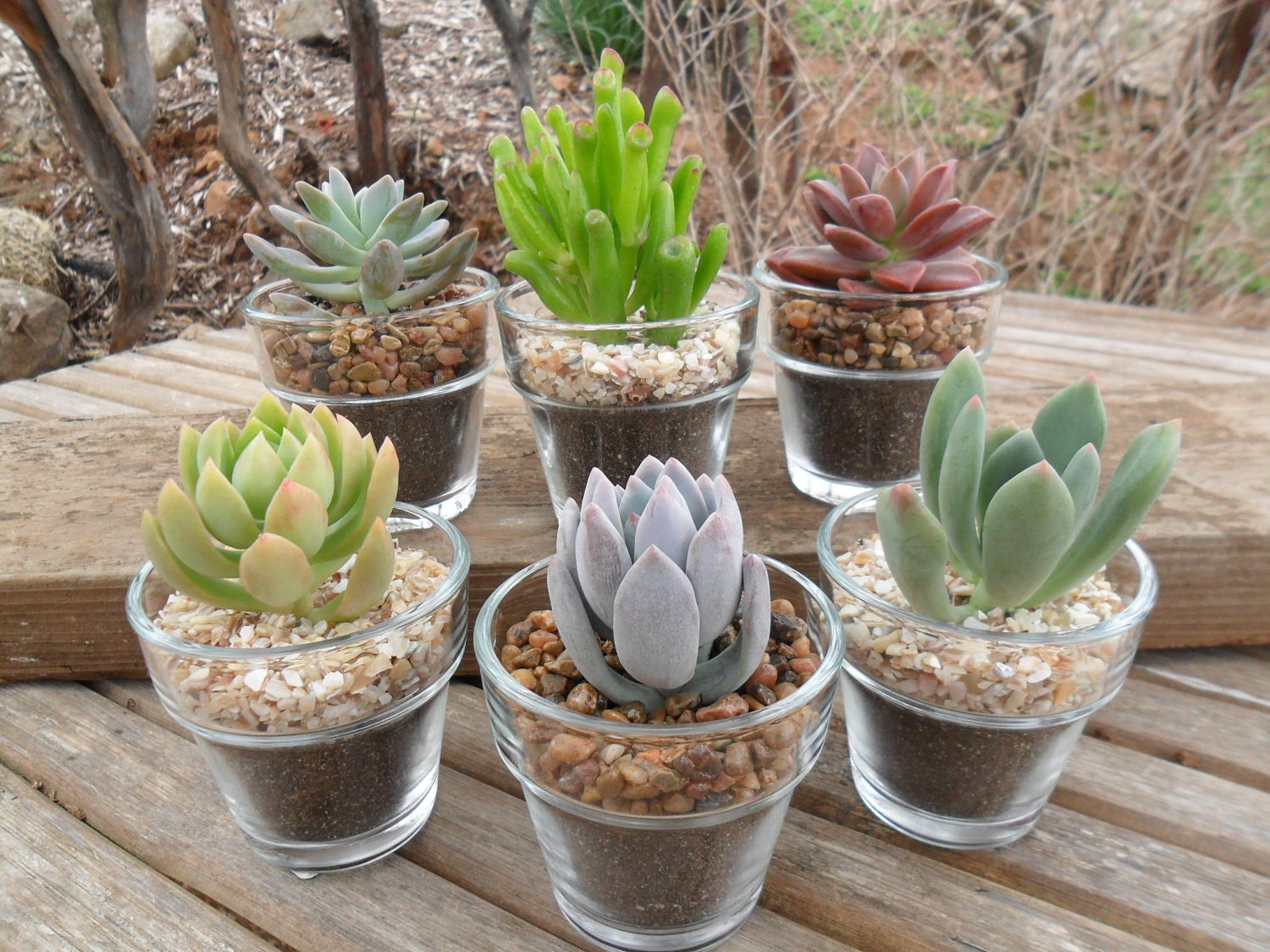 Succulent Cuttings, Shot Glasses, DIY Terrarium, Makes A Great Favor, Garden Wedding, SET OF 3