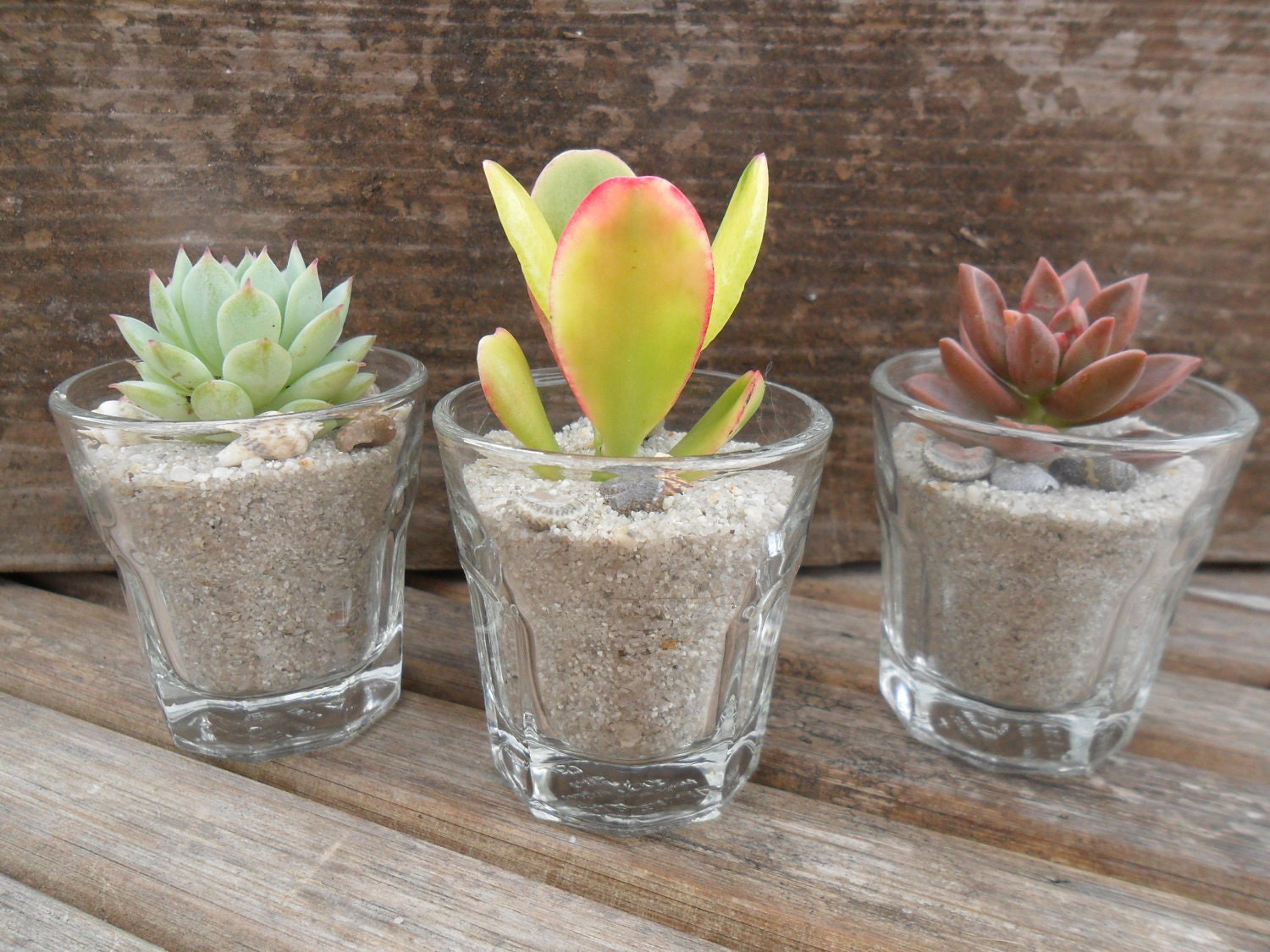 Succulent Cuttings, Shot Glasses, DIY Terrarium, Makes A Great Favor, Garden Wedding, SET OF 3