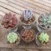 Succulent Cuttings, Shot Glasses, DIY Terrarium, Makes A Great Favor, Garden Wedding, SET OF 3