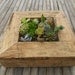 Large RUSTIC Wall Art Kit, Comes Assembled With Soil And Moss, 20 Cuttings To Get Started, Housewarming Gift