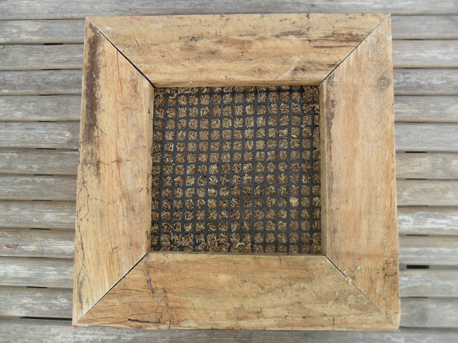 Large RUSTIC Wall Art Kit, Comes Assembled With Soil And Moss, 20 Cuttings To Get Started, Housewarming Gift