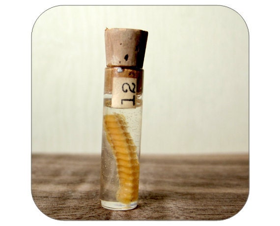 SALE - Specimen in Vintage Vial - Snake Spinal Column - Qty 1 - Lot 425