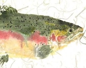Rainbow Trout - Gyotaku Fish Rubbing - Limited Edition Print (17.5 x 9)