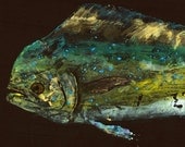 Dolphin - "Sea Beauty" - Gyotaku Fish Rubbing - Limited Edition Print (34" x 14")