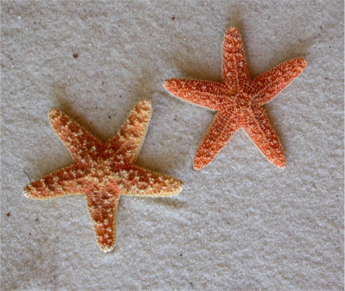 sea star art