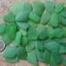 Genuine Beach Sea Glass Surf Tumbled Emerald Green Kelly rare Seaglass Huge 50 pcs A01