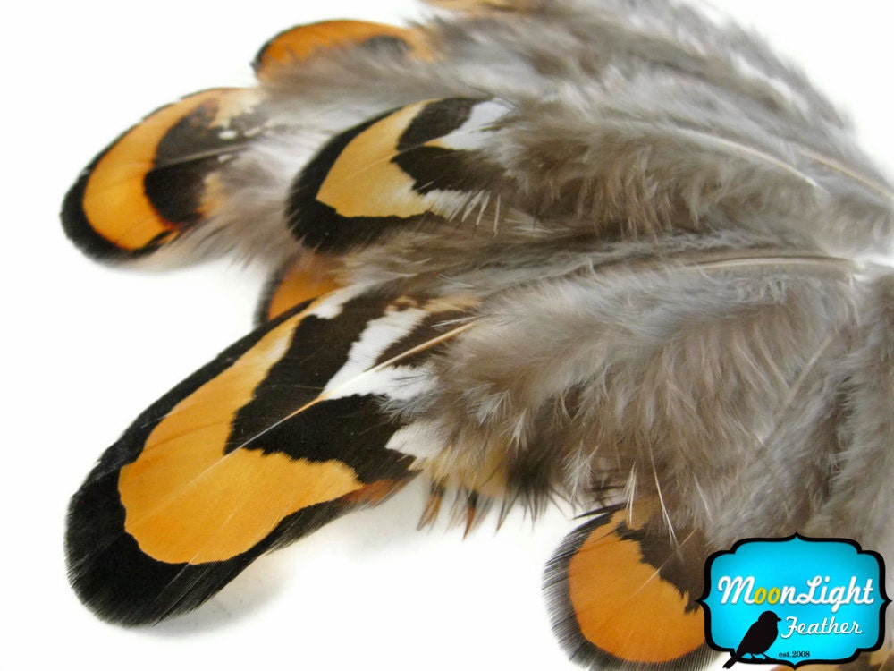 1 pack - GOLDEN YELLOW Reeves Venery Pheasant Plumage feathers 0.10 oz : 356