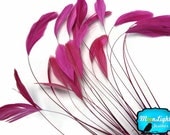 Vday Sale - 1 Dozen - HOT PINK Stripped Coque Tail Feathers : 596