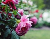 Peonie Photo - Pink flowers, shabby chic home decor - The Natural State -  8x8 metallic finish