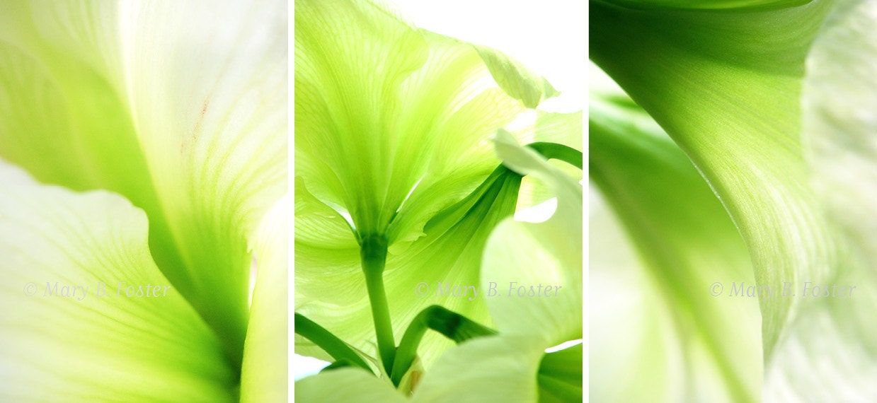 Amaryllis Green Flowers Photographs Set of Three (3) 5x7 Prints abstract macro floral photography wall art trio lime green white
