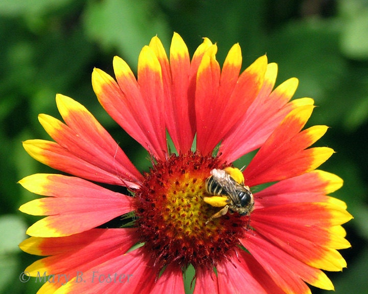 Red Flower and Bee Nature Photograph, Gaillardia Blanket Flower 10x8 bright red yellow green fine art garden floral photography