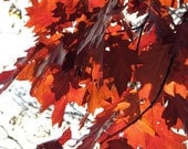 Autumn Red Oak Leaves Photograph 8x10 red orange brown fine art nature photography rustic home decor woodland tree branch