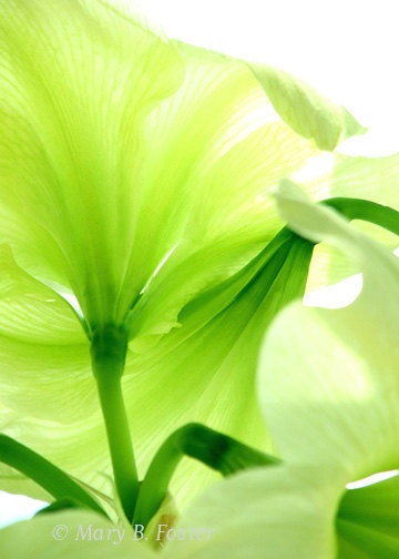 Green Flower Photograph Lemon Lime Amaryllis 5x7 fine art print floral abstract photography bright chartreuse green home decor