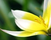 Spring Flower Photography Tarda Tulip 7x5 yellow white green floral wall art macro nature photo botanical home decor