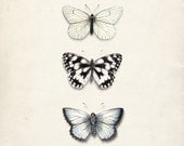 Antique Butterflies Illustration - Wall Decor Natural History Print No. 1 8x10