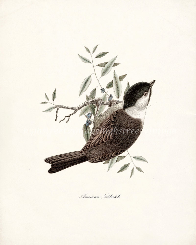 Antique Nuthatch Art Print Natural History Bird Wall Decor Illustration  8x10 - HighStreetVintage