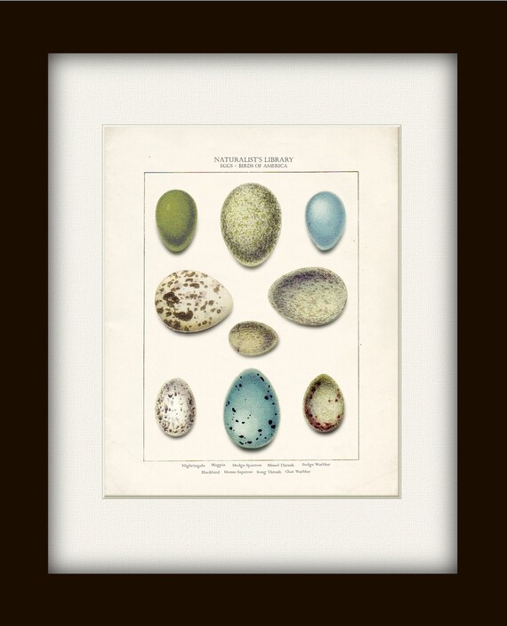 Songbird Eggs Illustration Shabby Chic Art Print - Birds of America Natural History Wall Decor 8x10