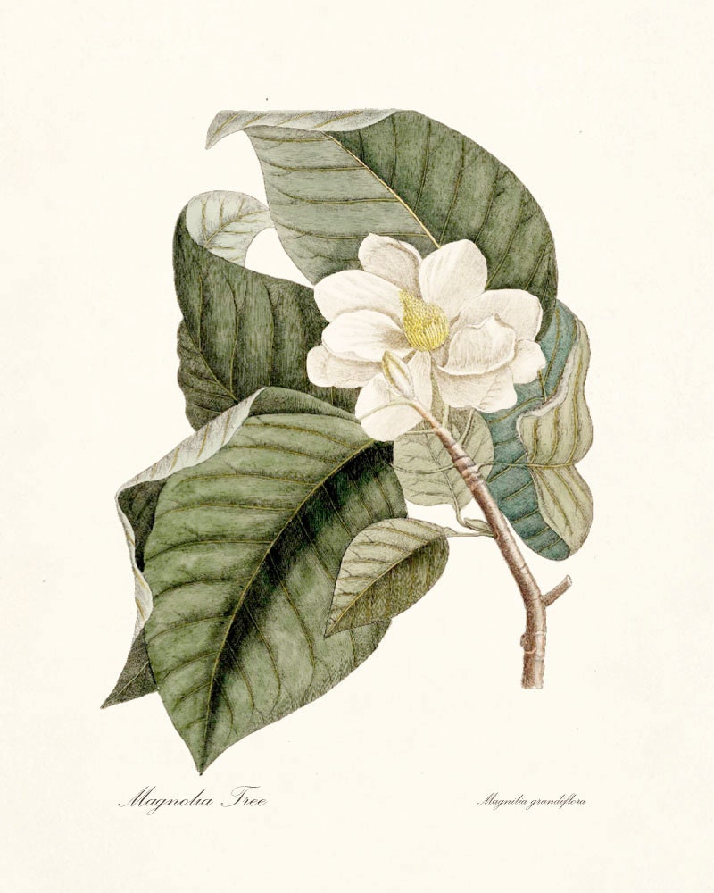 Vintage Magnolia Tree Illustration -  Botanical  Wall Decor Art Print 8x10