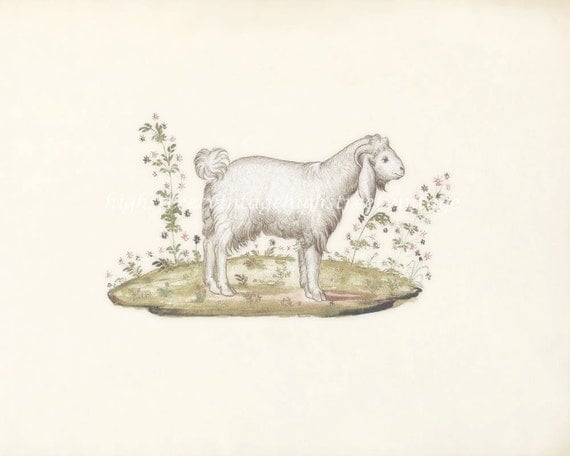 Sheep - Vintage Lamb Print Nature Wall Decor Art Illustration  8x10