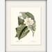 Vintage Magnolia Tree Illustration -  Botanical  Wall Decor Art Print 8x10