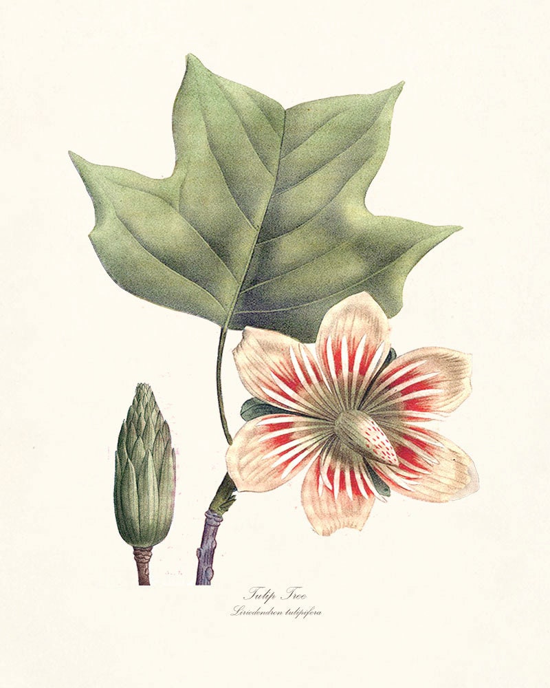 Vintage Magnolia Tree Illustration -  Botanical  Wall Decor Art Print 8x10