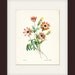 Anemone Illustration - Redoute Natural History Botanical Wall Decor Print 8x10