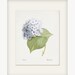 Redoute Botanical - "Blue Hydrangea" Natural History Art Print 8x10