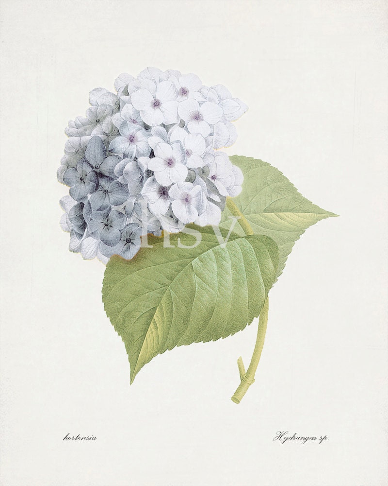 Redoute Botanical - "Blue Hydrangea" Natural History Art Print 8x10