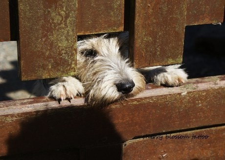 Cute dog print, pushing head under fence, brown tones, dog paws, French scene - digital photographic print