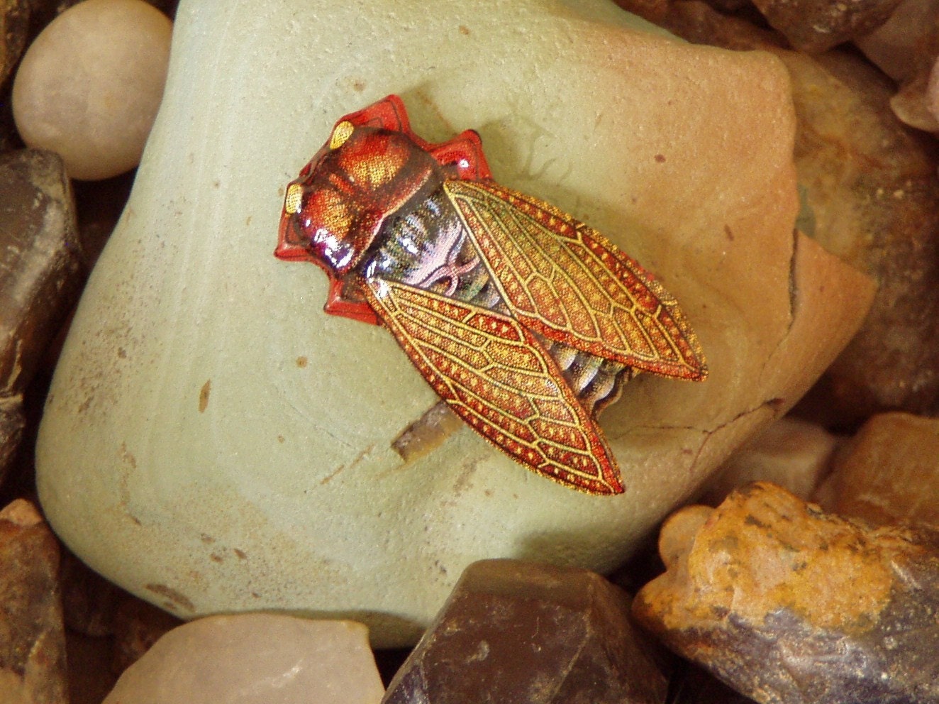 Cicada Japan