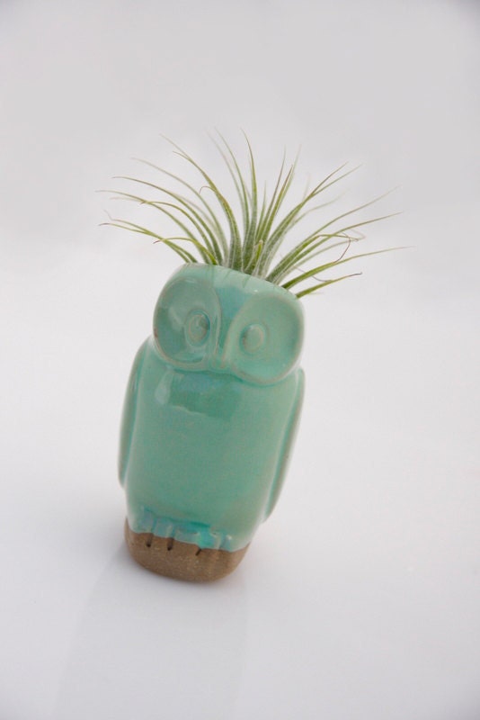 Owl air plant pod in mint