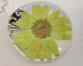 Lime Sherbet Pressed Flower Daisy Glass Pendant-Symbolizes Innocence, Loyal Love