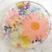 Suncatcher with Pressed Flowers- Peach Daisy, Pink Larkspur, Blue Lobelia, Pansies, Queen Anne's Lace, Bridal Veil, Heather