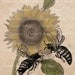 Vintage Bees Printable Images Digital Download
