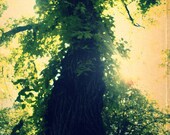 Photography Print 9x12 Late Summer's Tree