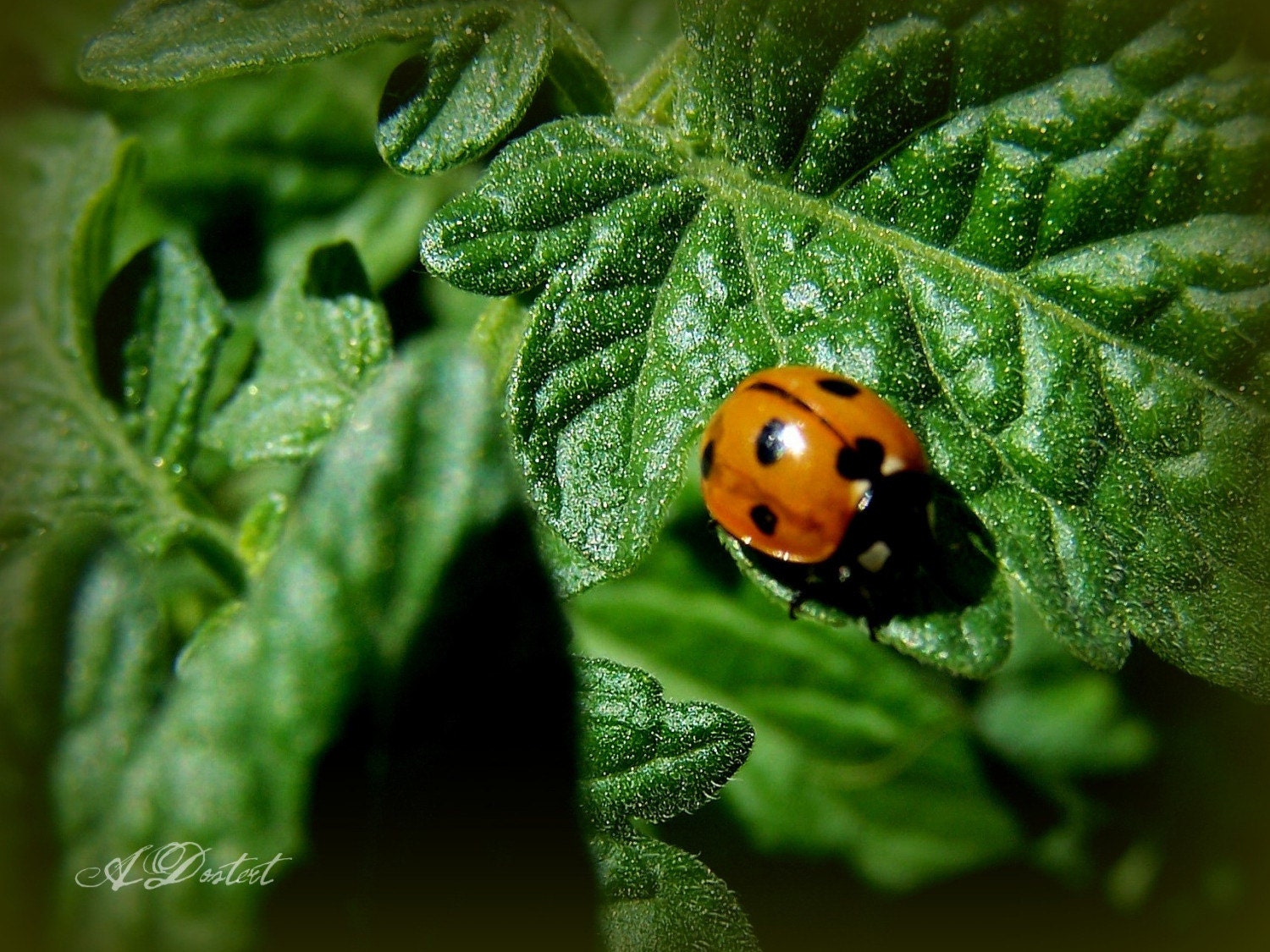 Photography Print 5x7 Ladybug's Journey