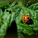 Photography Print 5x7 Ladybug's Journey