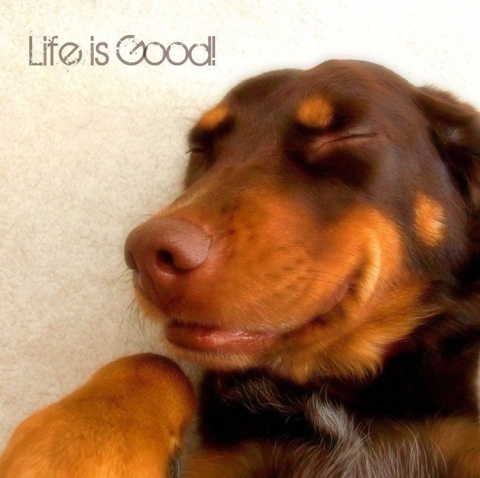 Pet Dog Photography Print 8x8 A Dog's Life
