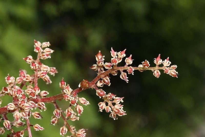 Spikenard Aromatherapy Essential  Oil - Holy Anointing Oil from Biblical Times for Easter Passover and Lent
