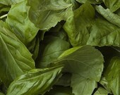 Sweet Basil Aromatherapy Essential Oil 5 ML for mental fatigue