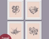 Botanical Flower Bud Prints (Series A) Set of 4-8x10 (Featured in Pale Bermuda Pink and Charcoal)