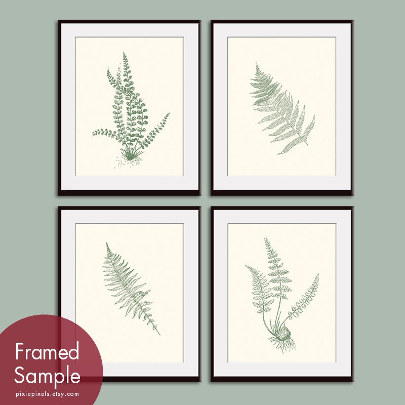 Ferns Garden Botanical Prints (Series D)-Set of 4- 11x14 Prints -(Featured in Cream and Thyme Green)