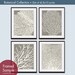 Underwater Sea Coral Collection (Series C) -Set of 4 - 8x10 Prints - Featured in Gravel and Soft Cream
