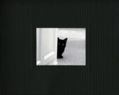 black cat book