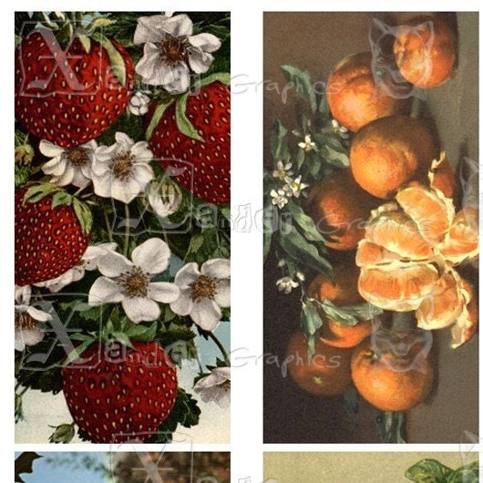 Vintage Fruit - 8.5 x 11 inch Printable Digital Collage Sheet - with 30 - 1 x 2 inch domino size images