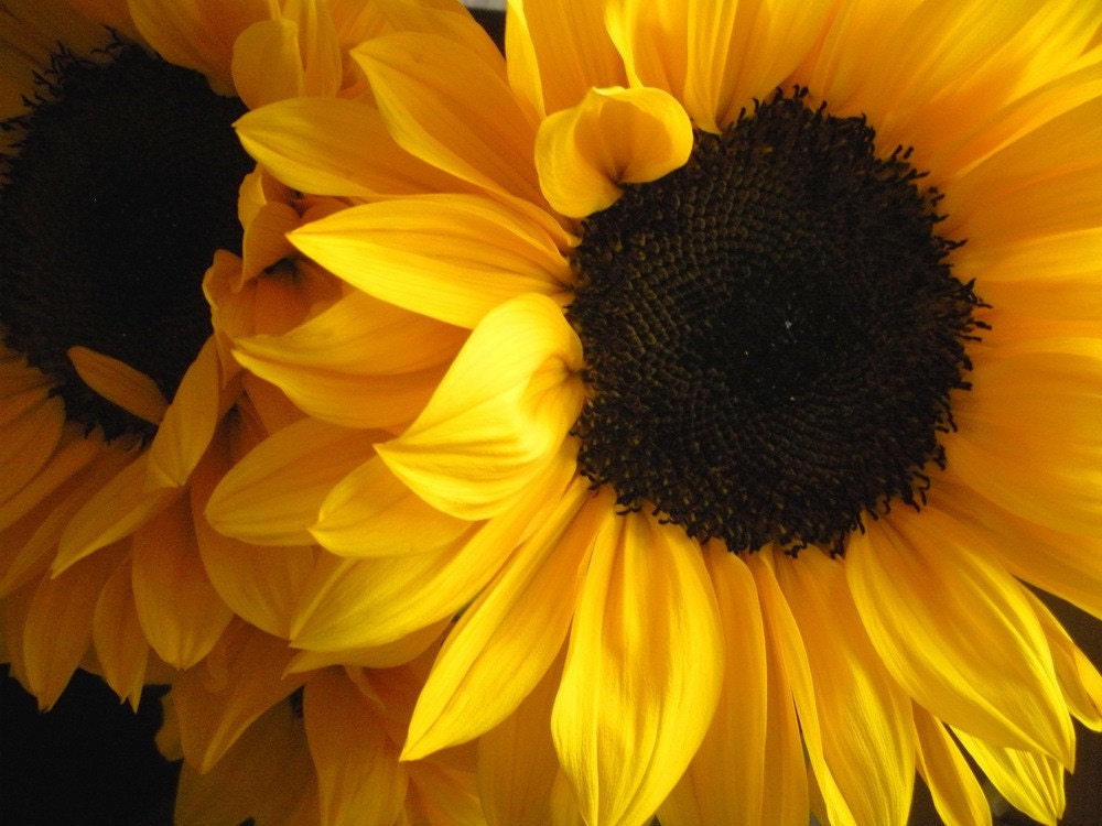 Sunflower Face Sunny Flower Petals Warm Colorful Yellow Hand Painted Rustic Cabin Lodge Photograph