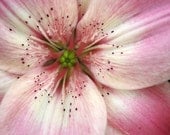 Soft Pink Lily Floral Pastel A Breath of Spring Flower Soft Dreamy Cabin Rustic Lodge Photograph