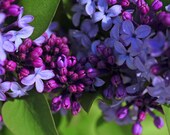 Lilacs Spring Purple Bloom Lavender  Magenta Flower Cabin Lodge Gift Floral Photograph